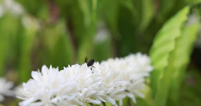 Bees are drinking nectar from coffee flower blossom with white color close up view.