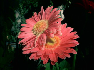 コーラルピンクの花