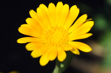 Macro photo of flower outdoors. Bright yellow chamomile in garden, close-up. Selective soft focus