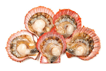 Raw scallop on white background