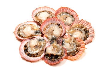 Raw scallop on white background