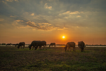 Herd of buffalo grazing at sunset