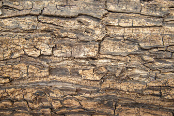 wood skin texture background