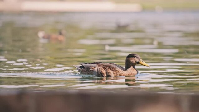 Female mallard duck swimming in the pond waters. Slow motion. 