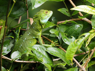 Plumed basilisk, Basiliscus plumifrons hides in branches above the water. Costa Rica
