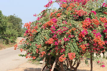 Bougainvillea is a genus of thorny ornamental vines, bushes, and trees belonging to the four o' clock family, Nyctaginaceae. 
