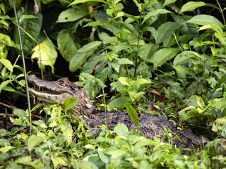 Spectacled Caiman, Caiman crocodilus, hides in an aquatic plant. Costa Rica