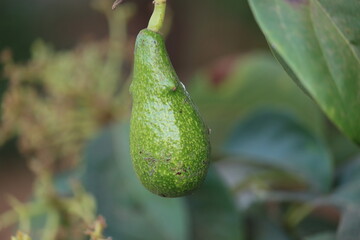 The avocado is classified as a member of the flowering plant family Lauraceae. The fruit of the plant, also called an avocado or avocado pear or alligator pear.