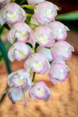 Pale pink cymbidium orchid flower in bloom