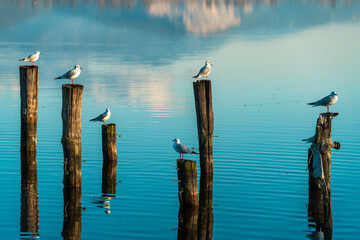 Seagulls on wooden poles reflected by the blue water of a lake © Andrea Tosi