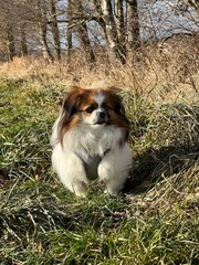 Kleine Hundedame auf einem Feldweg, sie blickt wachsam in die ferne und beobachtet.