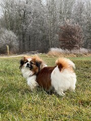 Kleiner Hund steht im Gras in einer Winterlandschaft vor einem Wald.
Winter, Jahreszeit,...