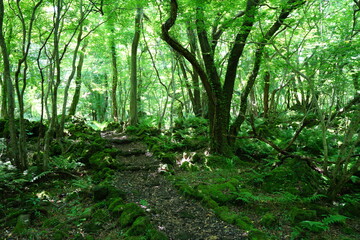 Fototapeta na wymiar thick wild forest with a path