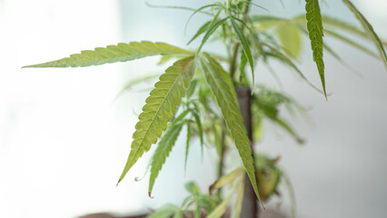 Hand man holding marijuana life lift up,have copy space.