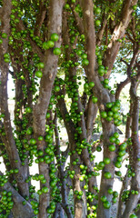 Jaboticaba Fruit Tree