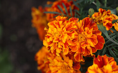 Marigold flowers in the garden.