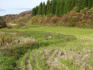 カモシカのいる農村風景