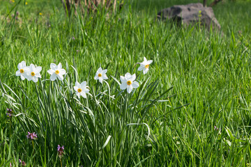white narcissus flowers blooming among the grass. beautiful nature scenery in the garden on a sunny day