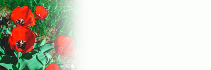 Red tulips in the garden. Spring banner. Close-up. copy space.
