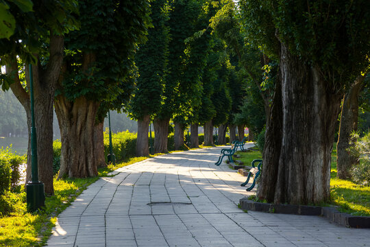 sunny spring morning on the kyiv embankment. scenic urban scenery of uzhgorod. row of old chestnut trees lined along the walking path in dappled light. popular travel destination on the river uzh, ua