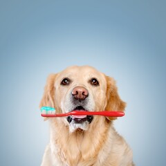 Cute dog holding a toothbrush in its mouth, heathy teeth, dental care