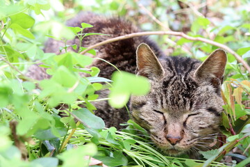 Naklejka na ściany i meble 恋の相手を探す孤独な雄猫