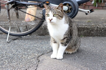 人懐っこい地域猫