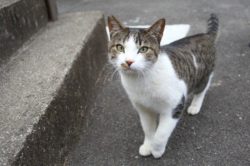 人懐っこい地域猫