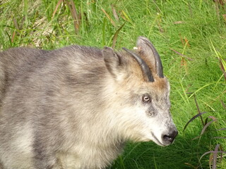 二ホンカモシカ
