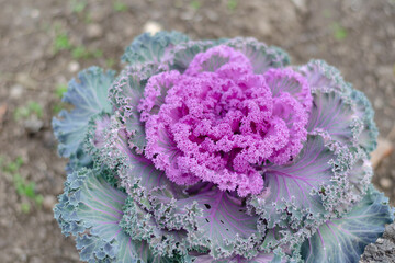 Obraz premium Ornamental kale in the backyard or farmer's bed. A colorful vege