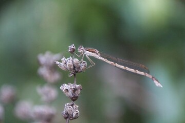 dragonfly on a flower