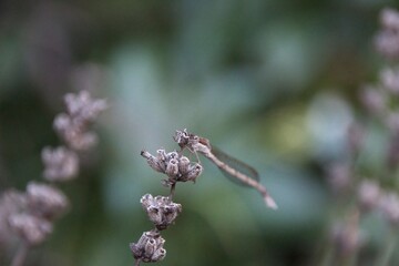 dragonfly on a flower