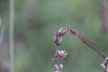 dragonfly on a flower