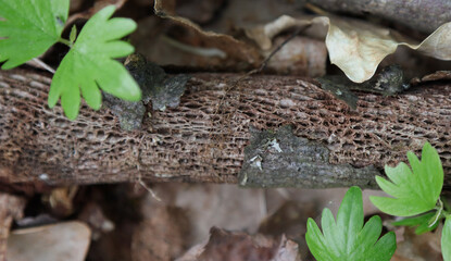 The structure of a rotted branch.