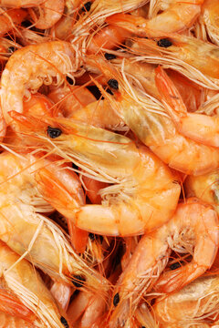 shrimps  background