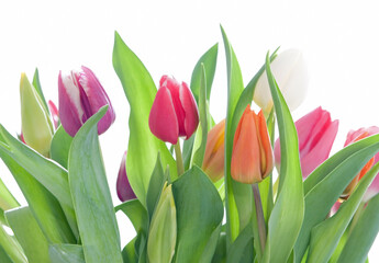 Fototapeta premium Tulips with different colors and green leaves and stems
