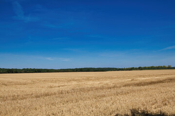 wheat field in the summer