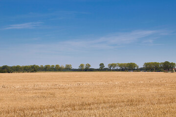 Fototapeta premium wheat field in the summer