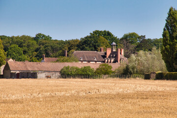 wheat field in the summer