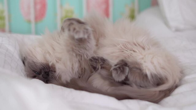 A grey and white blue pointed ragdoll cat stretching and curling into comfy position. Bedroom setting with white duvet and pillows. Sleepy fluffy cat stretches paws to camera.