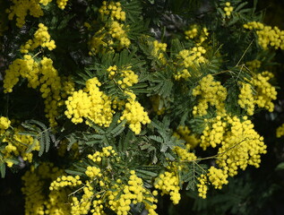 mimosa fleuri en janvier