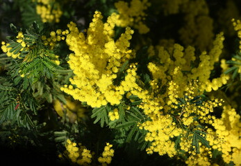 mimosa fleuri en janvier