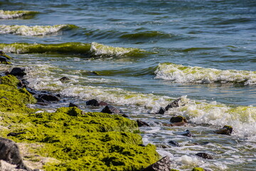 Stones covered with algae on the sandy beach of the sea in the bright sun and small waves