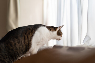 窓辺に移動する猫　キジトラ猫
