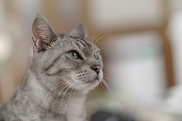 見つめる猫　サバトラ猫