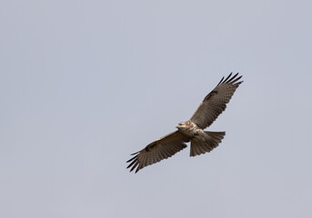 上空を舞うノスリ