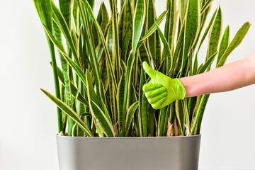 Hand in a green glove shows a thumbs up sign after care and watering a houseplant. Care, cultivating and watering of decorative indoor plants.