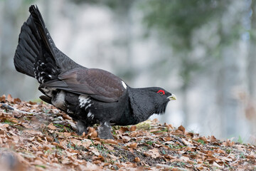Western capercaillie male looking for food on ground (Tetrao urogallus)