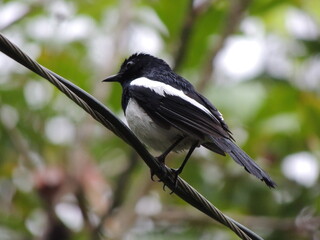 Birds After the Rain