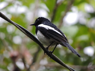 Birds After the Rain